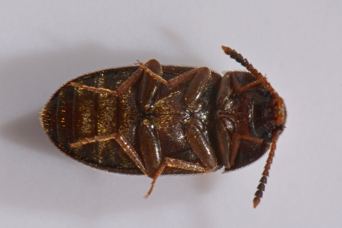 Mycetophagidae: Mycetophagus atomarius? Sì.